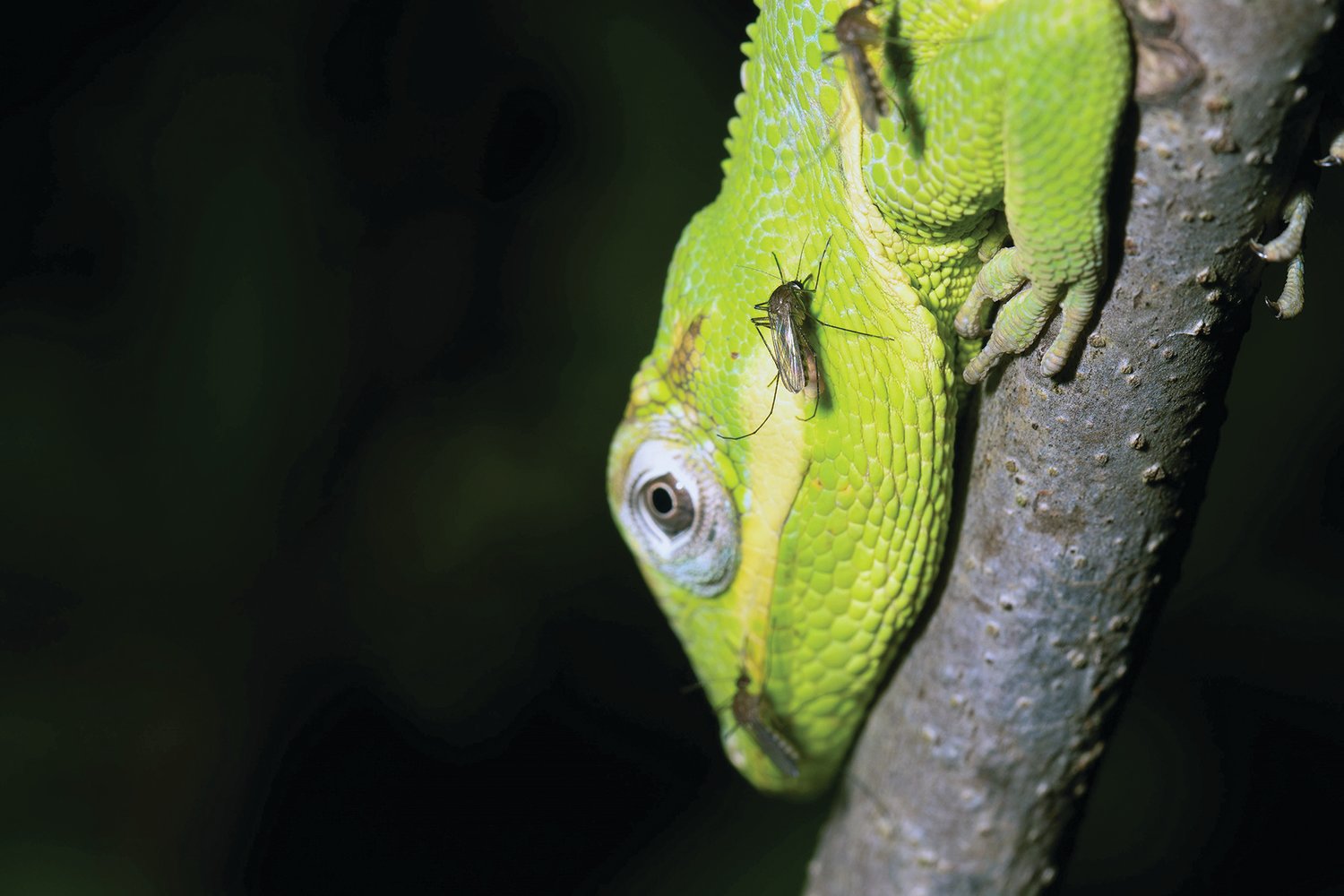 Lizards might help reduce the transmission of WNV and SLEV to birds and humans.